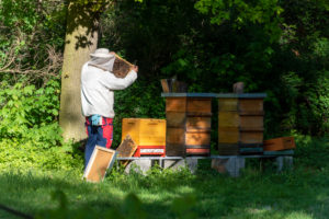 Germany, Saxony-Anhalt, Magdeburg, beekeepers inspect honeycombs. Germany, Saxony-Anhalt, Magdeburg, beekeepers inspect honeycombs.